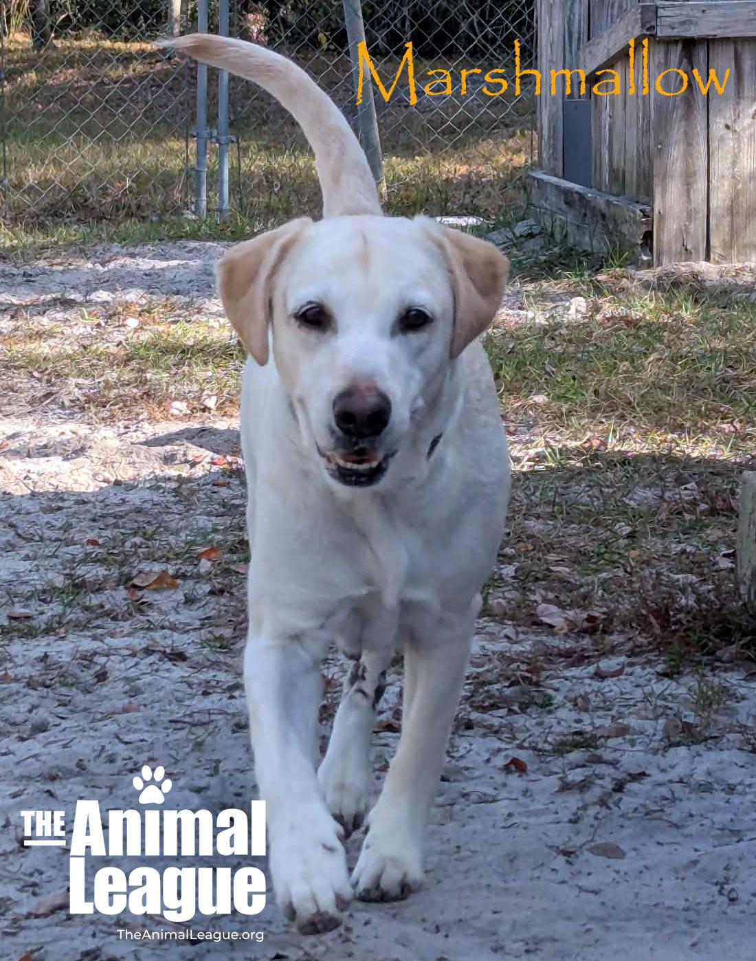 Enlarge Marshmallow, a ADOPTABLE mixed breed in Clermont, FL image 5/6