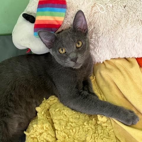 Enlarge Viktor (RR), a Adoptable Russian Blue in Granada Hills, CA image 3/3