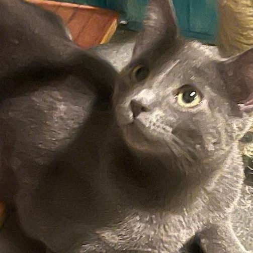 Viktor (RR), Adoptable, Young Male Russian Blue.