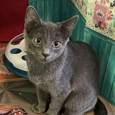 Enlarge Viktor (RR), a Adoptable Russian Blue in Granada Hills, CA image 2/3