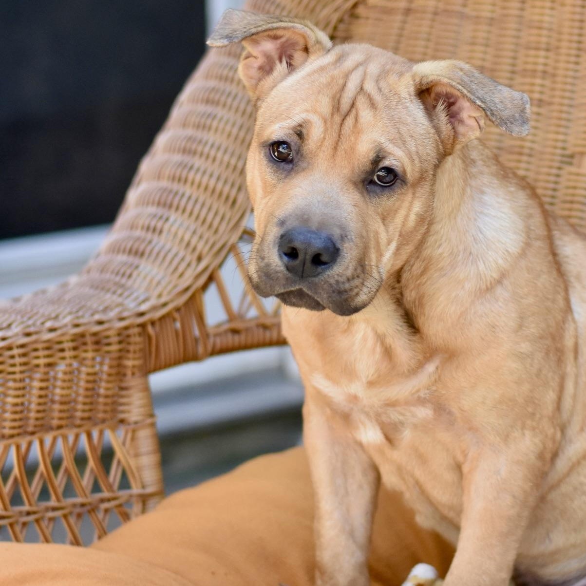 Enlarge Frankie, a Adoptable mixed breed in Grapevine, TX image 3/6
