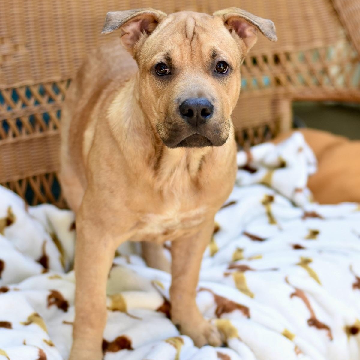Enlarge Frankie, a Adoptable mixed breed in Grapevine, TX image 2/6