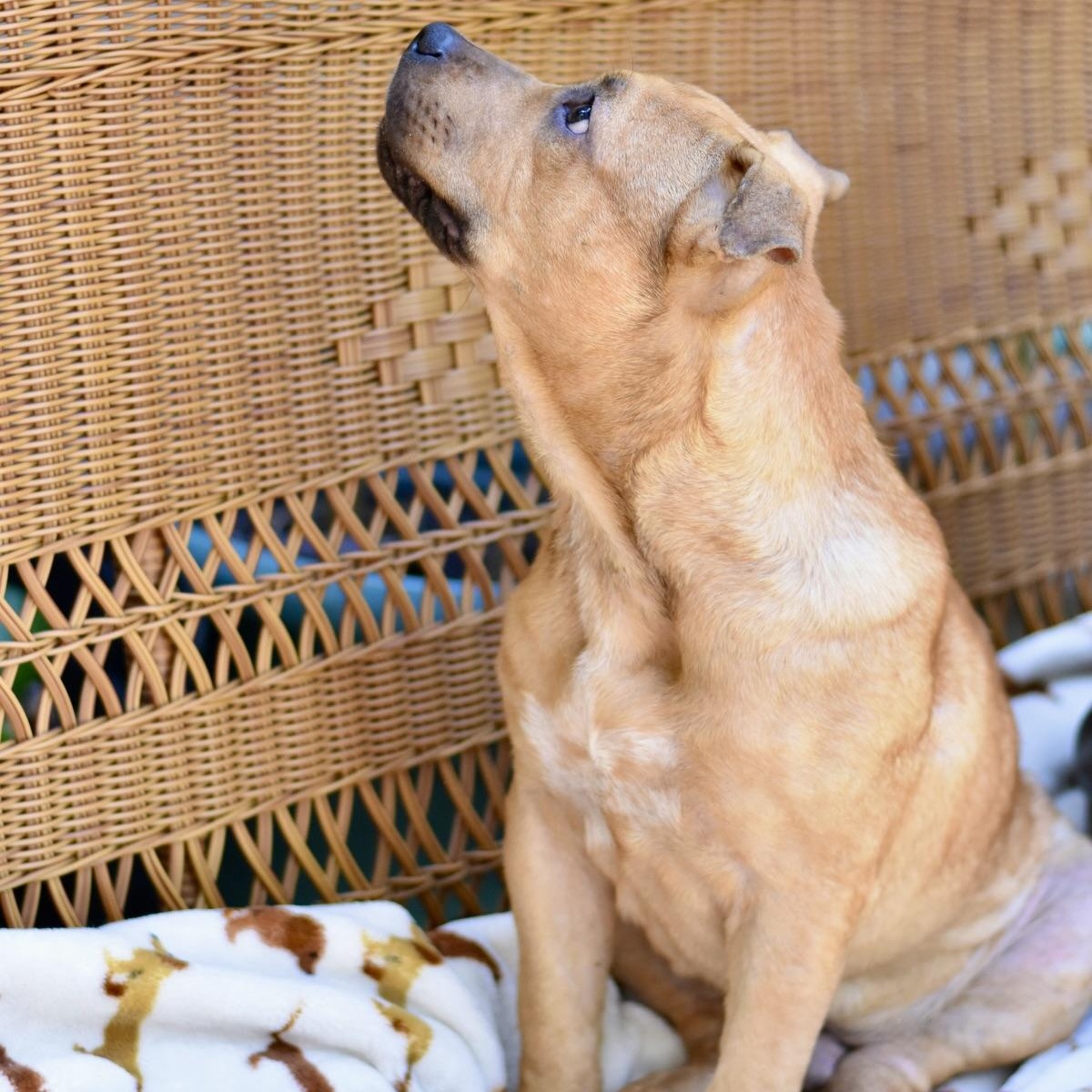 Enlarge Frankie, a Adoptable mixed breed in Grapevine, TX image 5/6
