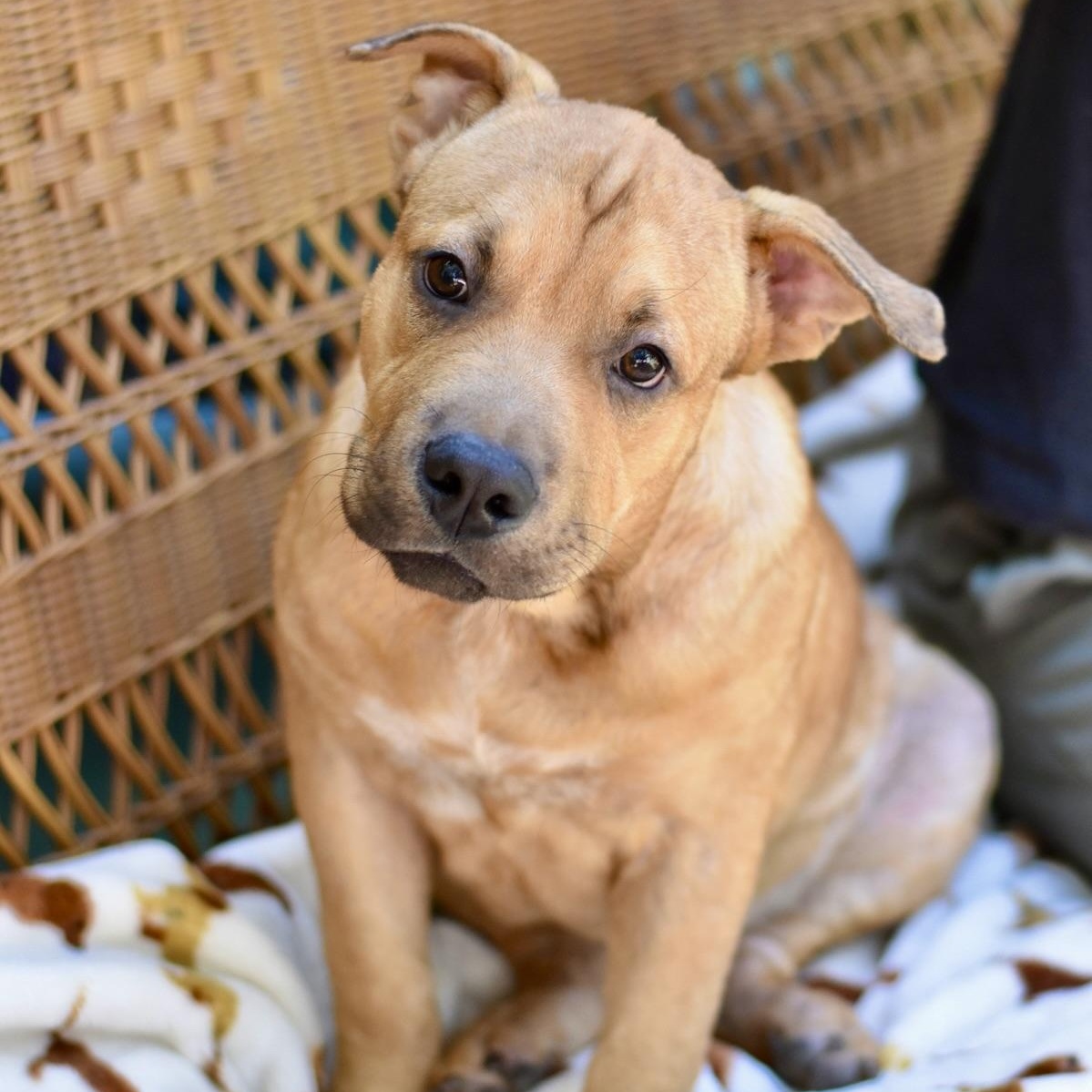 Enlarge Frankie, a Adoptable mixed breed in Grapevine, TX image 1/6