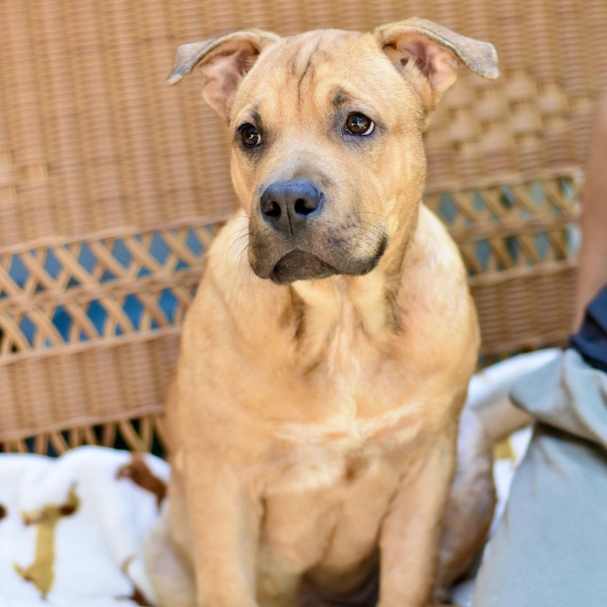 Enlarge Frankie, a Adoptable mixed breed in Grapevine, TX image 6/6