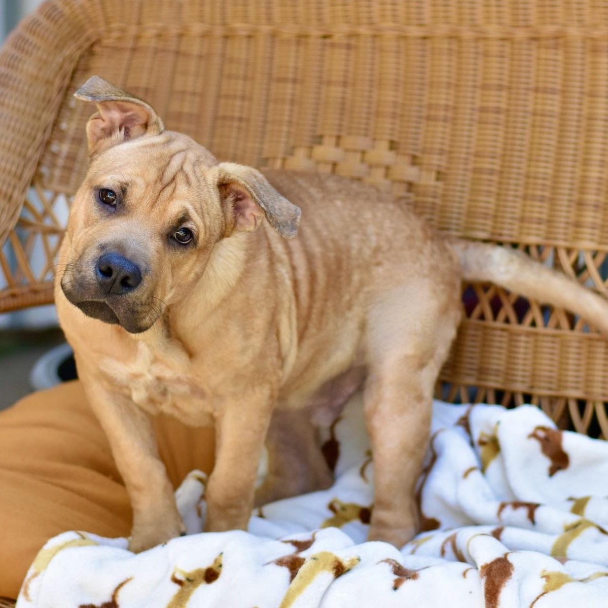 Enlarge Frankie, a Adoptable mixed breed in Grapevine, TX image 4/6