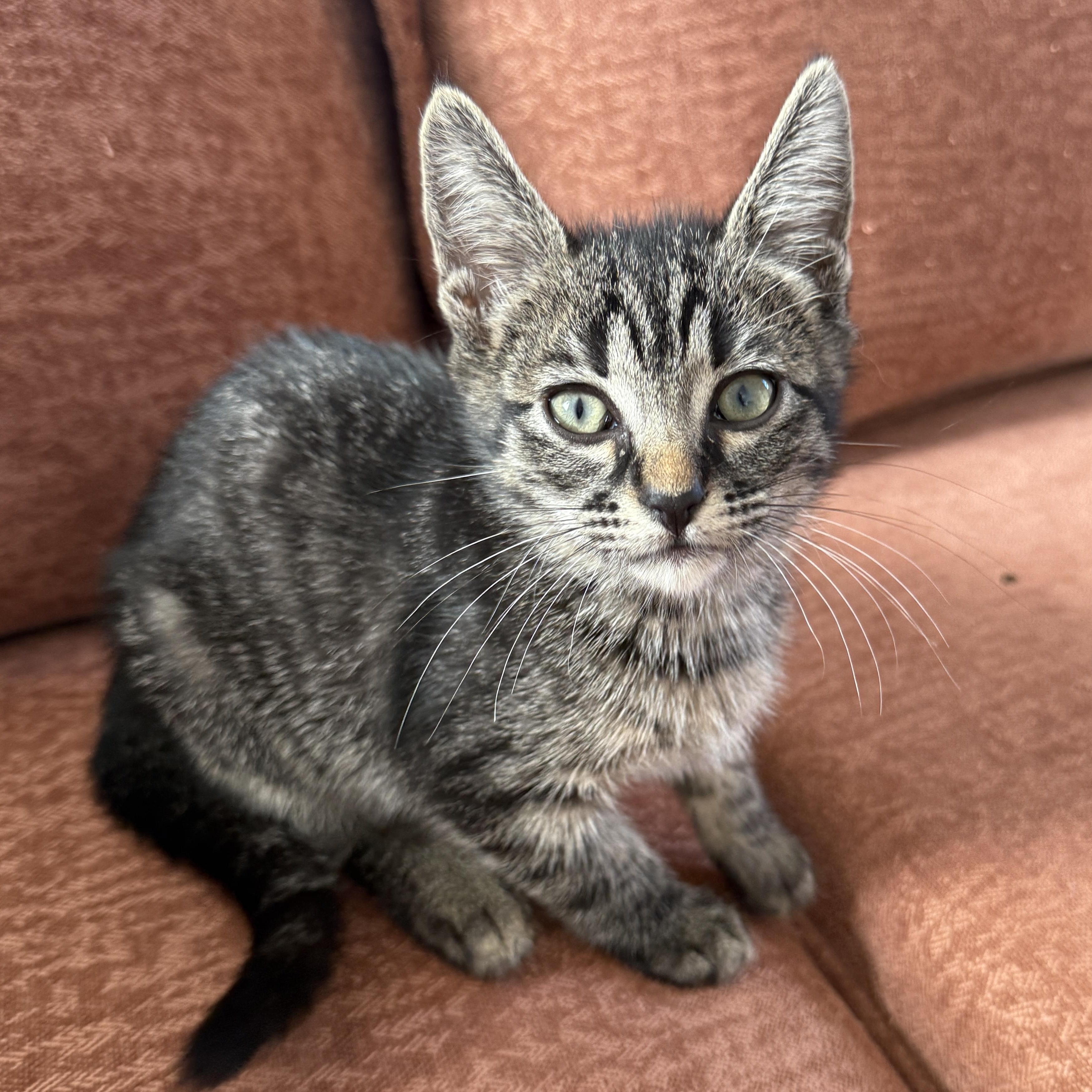 Ramona, ADOPTABLE, Kitten Female Domestic Short Hair.