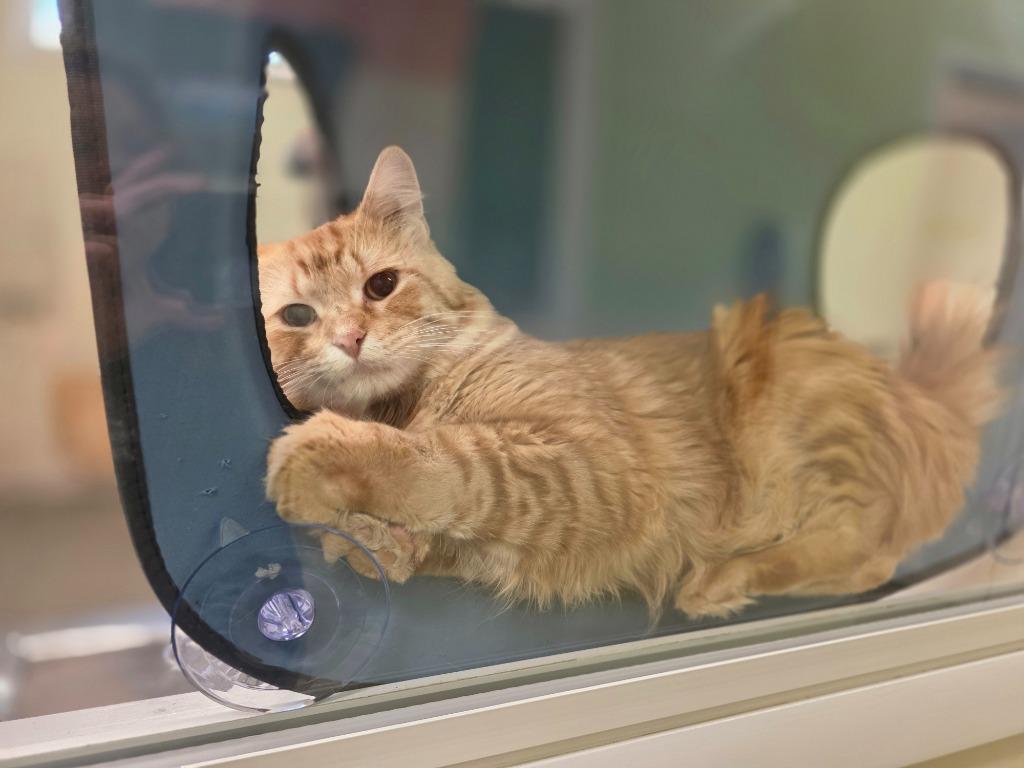 Arnold, Adoptable, Young Male Domestic Medium Hair.