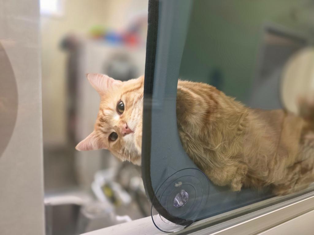 Enlarge Arnold, a Adoptable mixed breed in Neosho, MO image 2/3