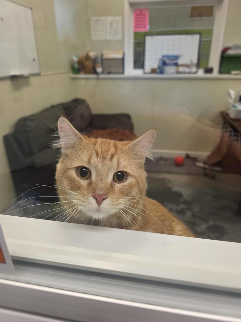 Enlarge Arnold, a Adoptable mixed breed in Neosho, MO image 3/3