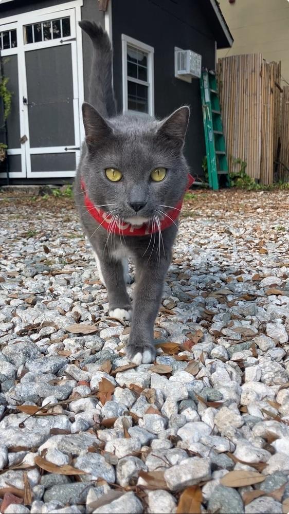 Enlarge Mushroom, a Adopted Domestic Short Hair in Saint Augustine, FL image 1/1