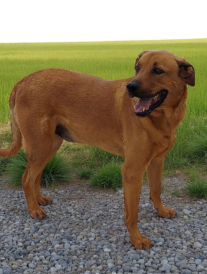 Squirt, Adoptable, Adult Male Retriever.