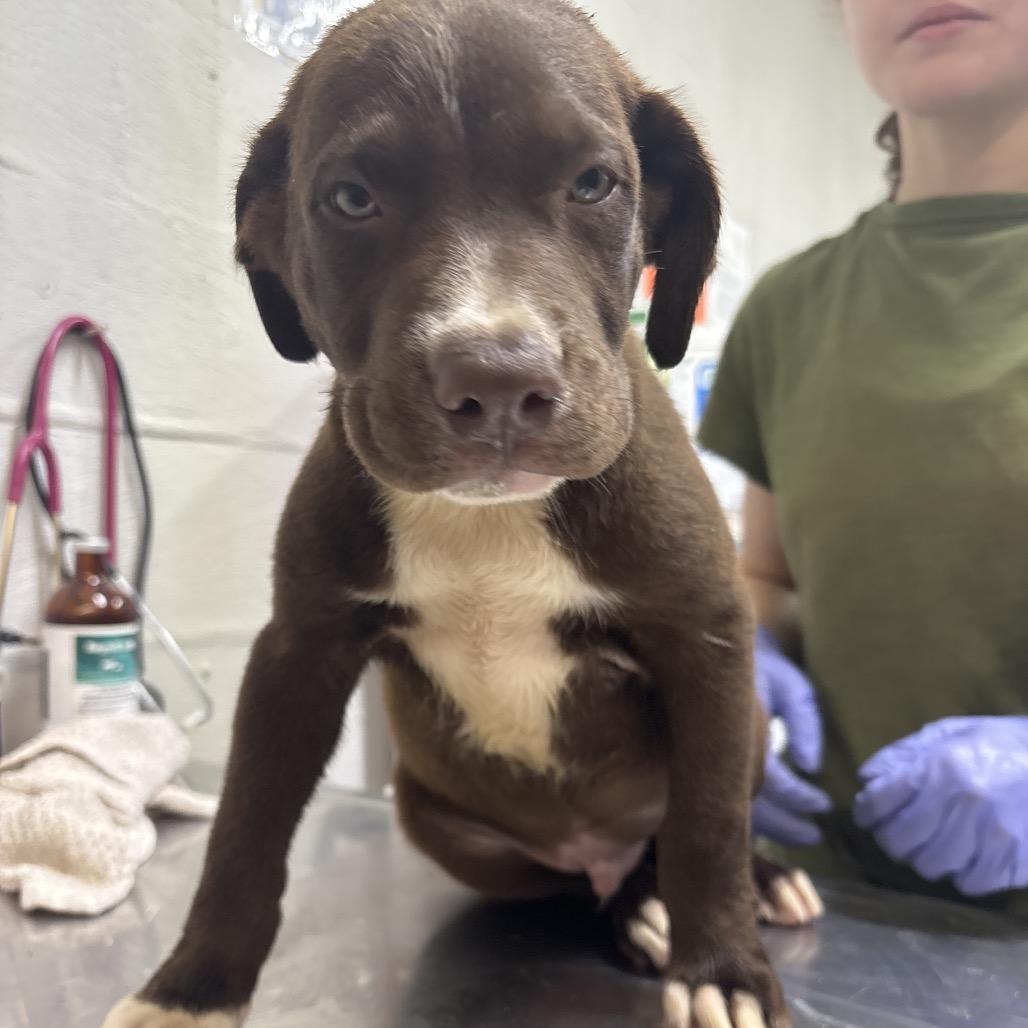 Enlarge Brantley, a Adoptable mixed breed in Clanton, AL image 1/1