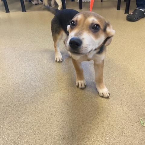 Enlarge Mike, a Adoptable mixed breed in West Palm Beach, FL image 1/1