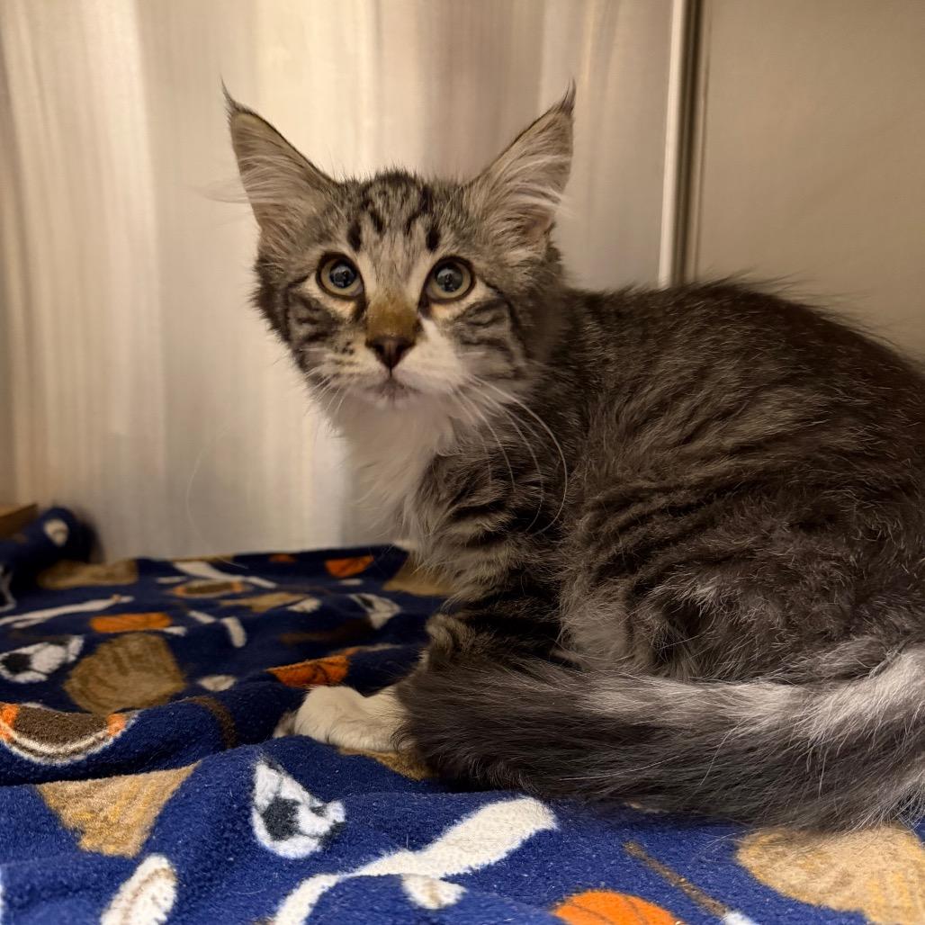 Enlarge Buchanan, a Adoptable Domestic Medium Hair in Cody, WY image 1/4