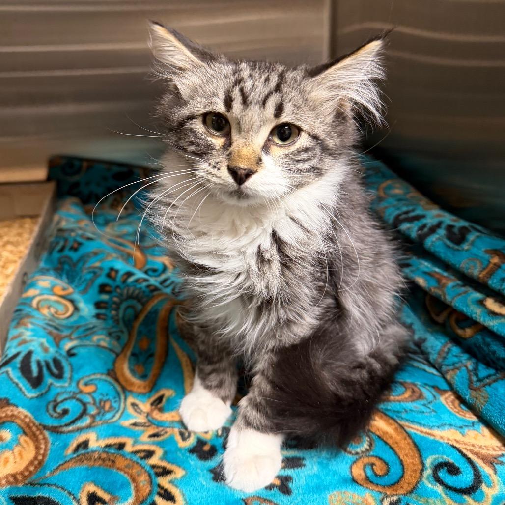 Enlarge Buchanan, a Adoptable Domestic Medium Hair in Cody, WY image 2/4