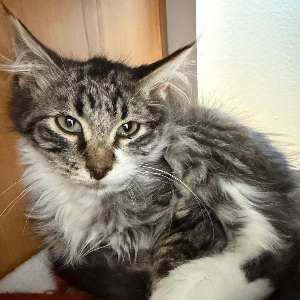 Enlarge Buchanan, a Adoptable Domestic Medium Hair in Cody, WY image 3/4