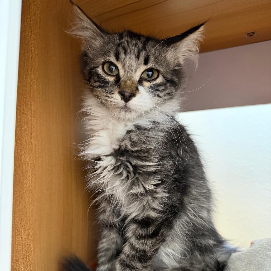 Enlarge Buchanan, a Adoptable Domestic Medium Hair in Cody, WY image 4/4