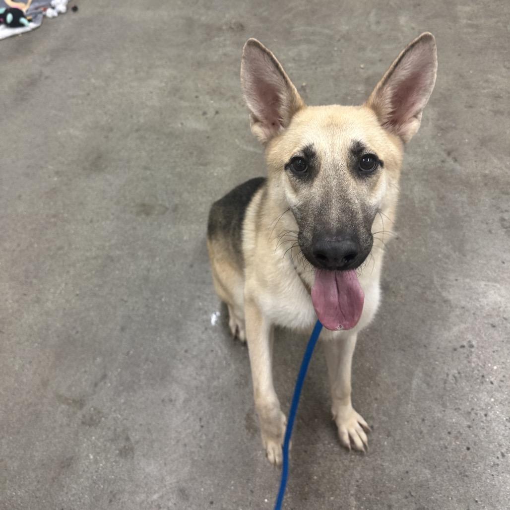Neal, Adoptable, Adult Male German Shepherd Dog & Mixed Breed.