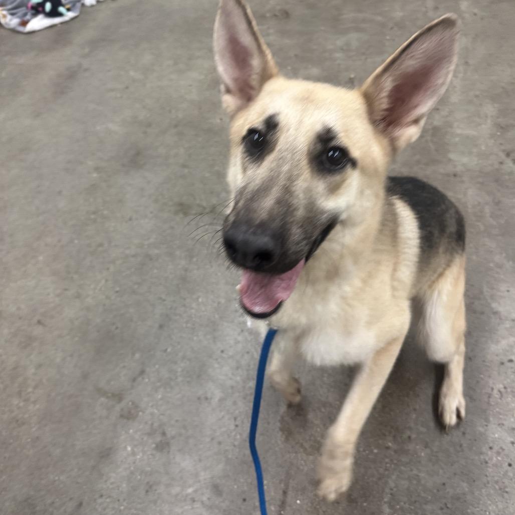 Enlarge Neal, a Adoptable mixed breed in South Haven, MI image 2/6