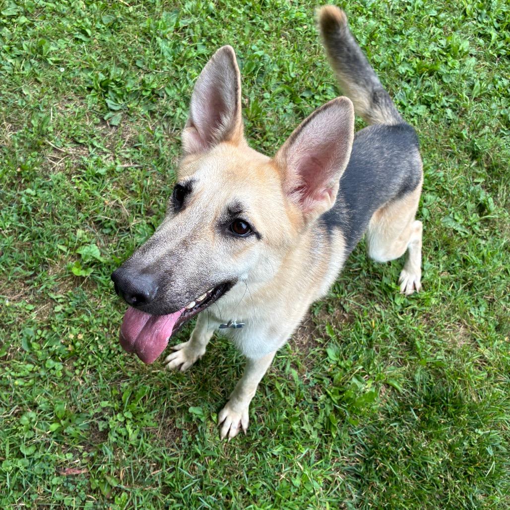 Enlarge Neal, a Adoptable mixed breed in South Haven, MI image 4/6