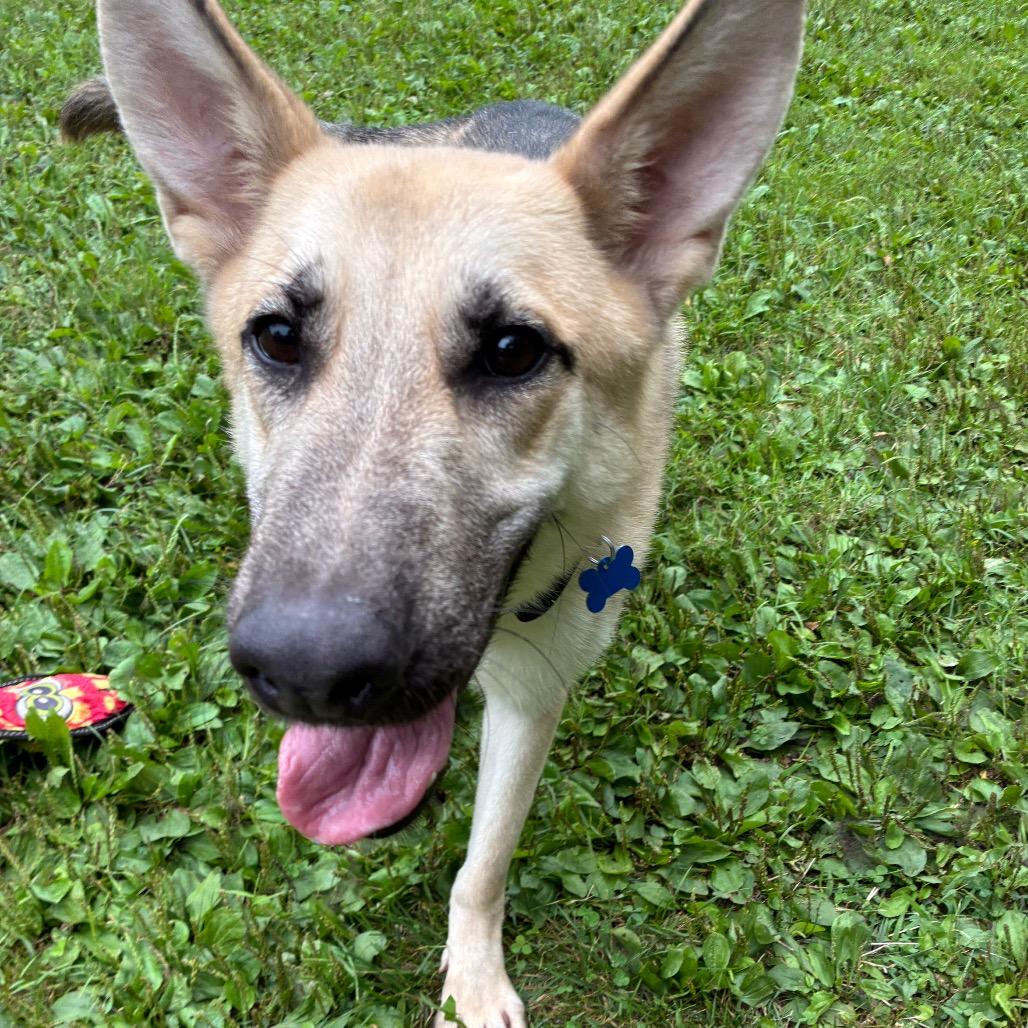 Enlarge Neal, a Adoptable mixed breed in South Haven, MI image 5/6
