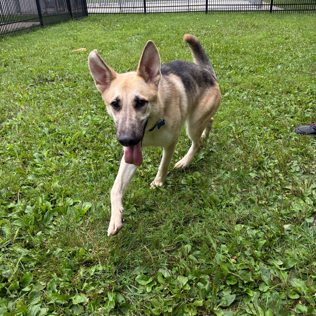 Enlarge Neal, a Adoptable mixed breed in South Haven, MI image 6/6