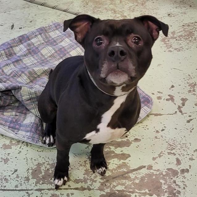 Enlarge Diesel, a Adoptable Pit Bull Terrier in Middletown, NY image 1/2
