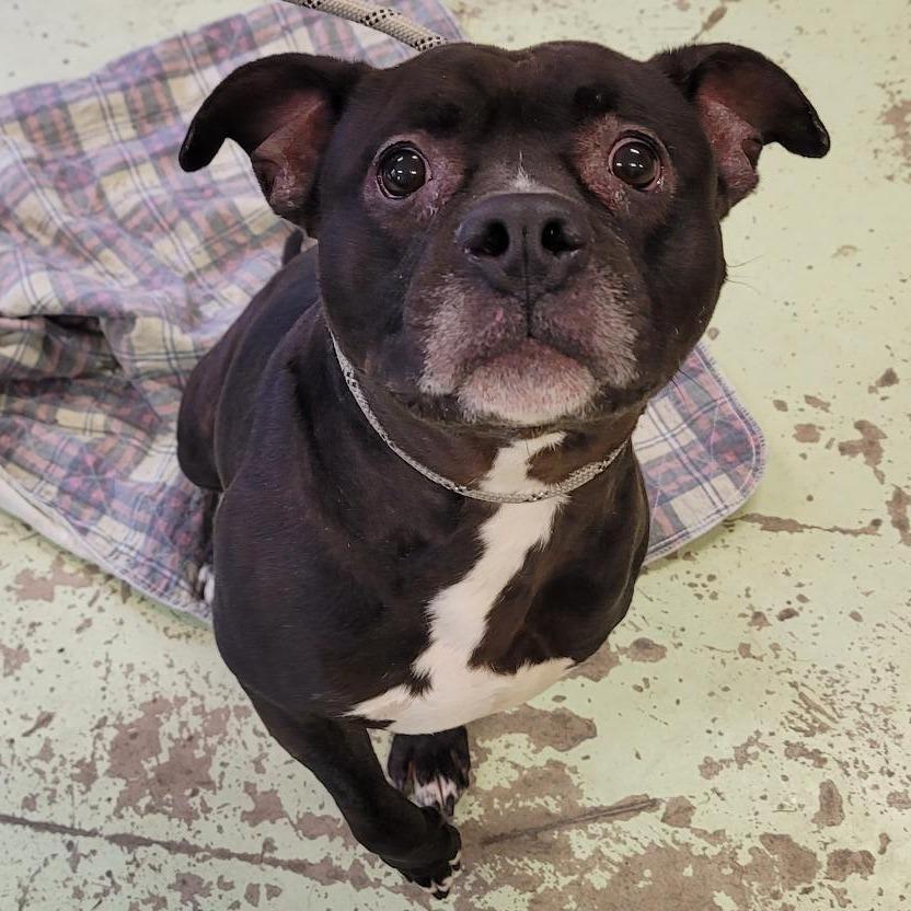 Enlarge Diesel, a Adoptable Pit Bull Terrier in Middletown, NY image 2/2