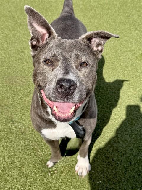 Enlarge SILVER BELLE, a Adoptable mixed breed in Olivette, MO image 1/1