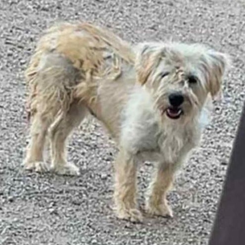 Enlarge CHER, a Adoptable mixed breed in Marana, AZ image 2/3