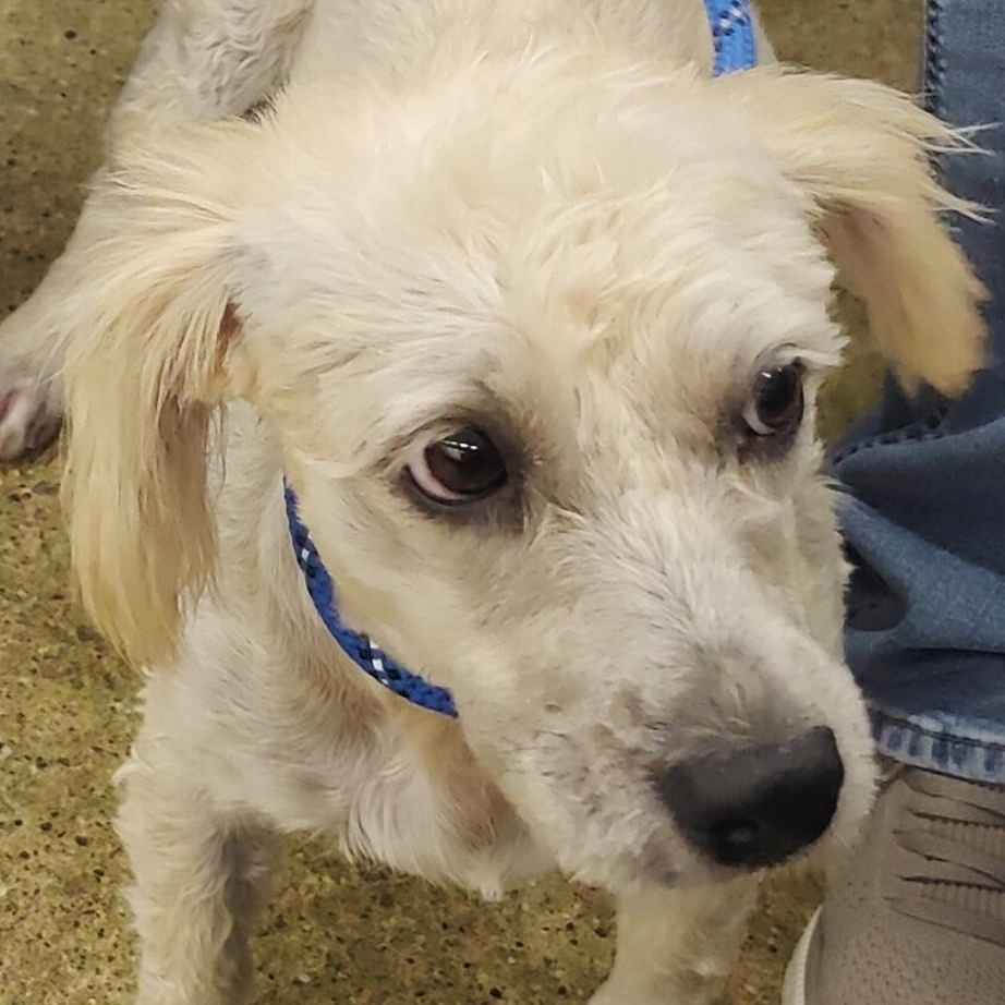 Enlarge CHER, a Adoptable mixed breed in Marana, AZ image 3/3