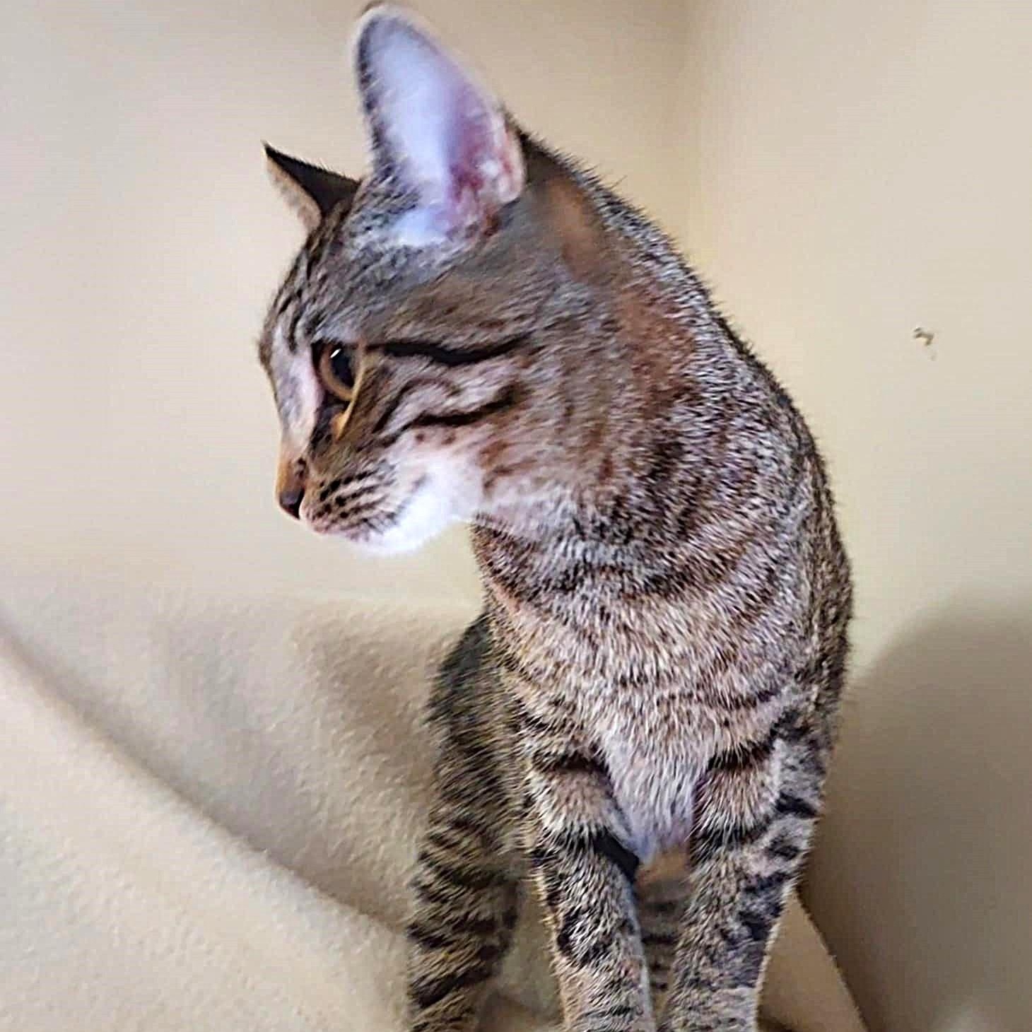 Penny, Adoptable, Young Female Domestic Short Hair.