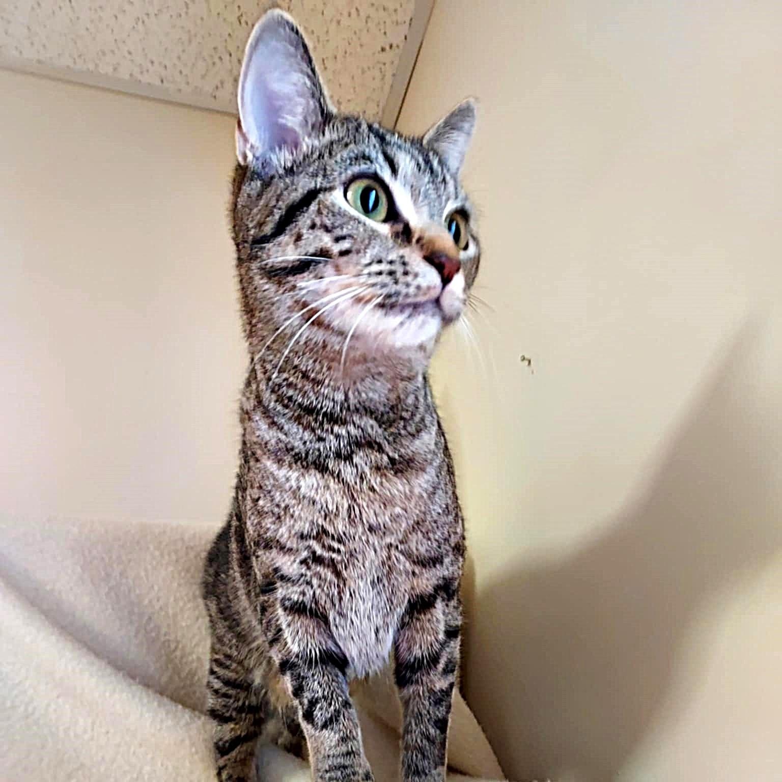 Enlarge Penny, a Adoptable Domestic Short Hair in Falls Creek, PA image 2/4