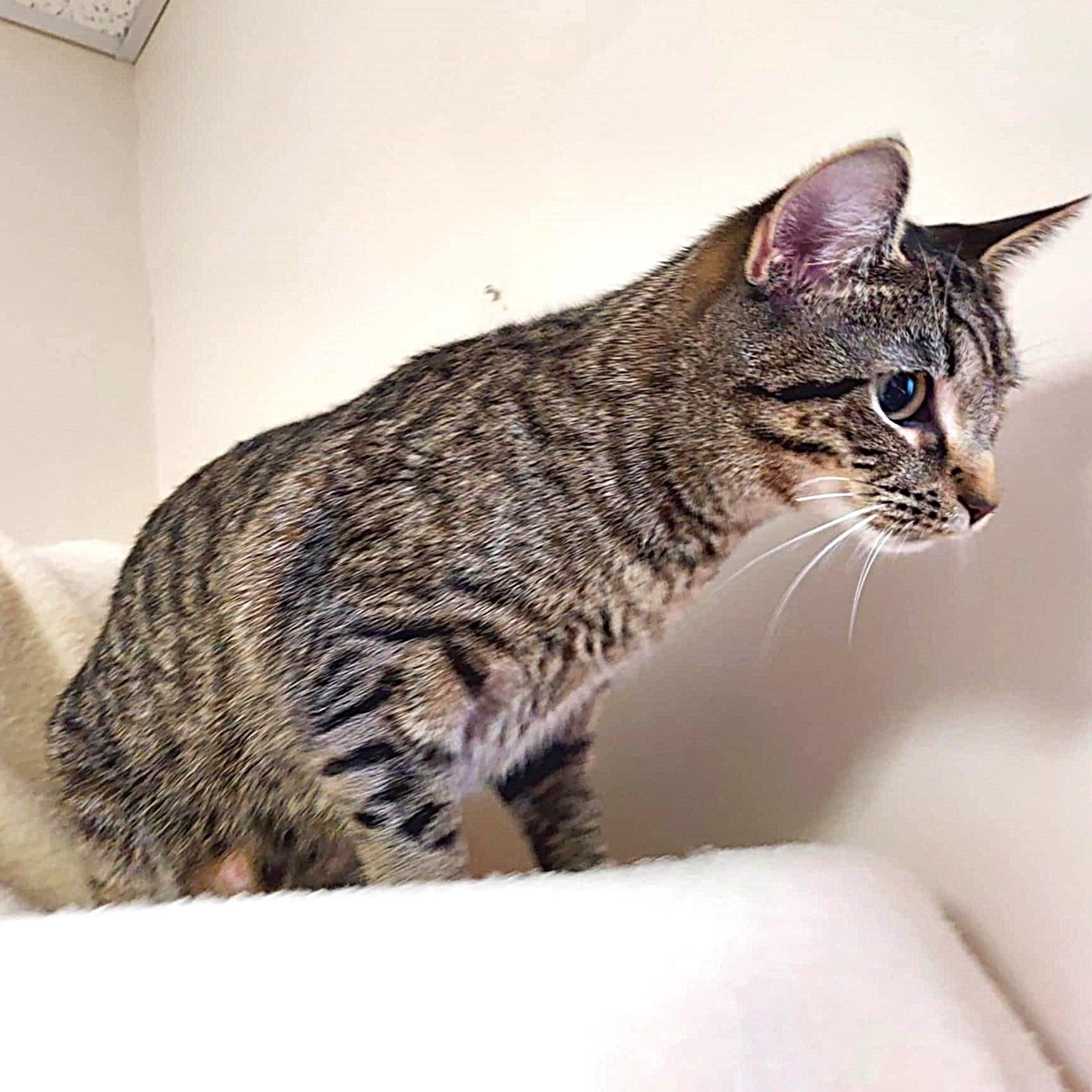 Enlarge Penny, a Adoptable Domestic Short Hair in Falls Creek, PA image 3/4