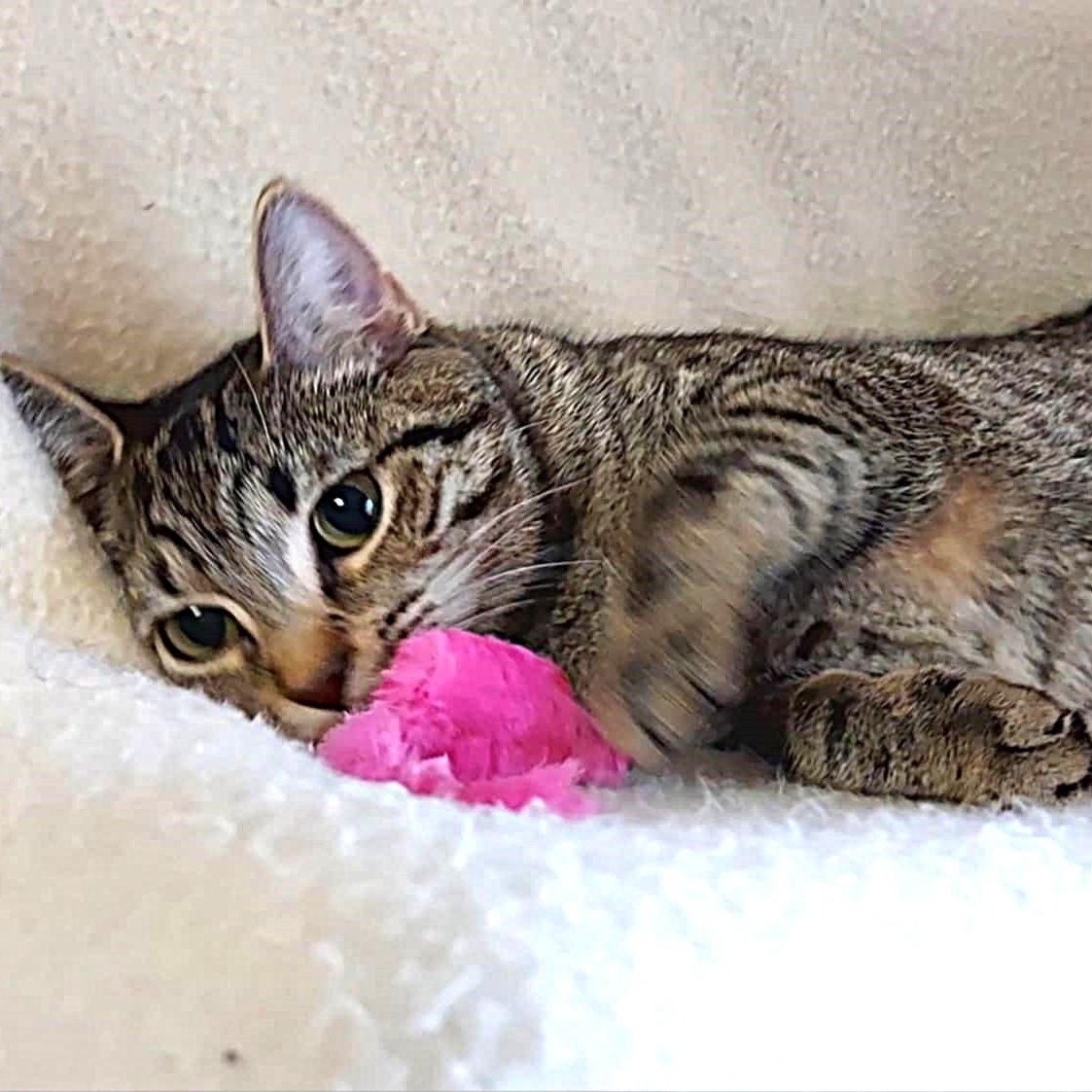 Enlarge Penny, a Adoptable Domestic Short Hair in Falls Creek, PA image 4/4
