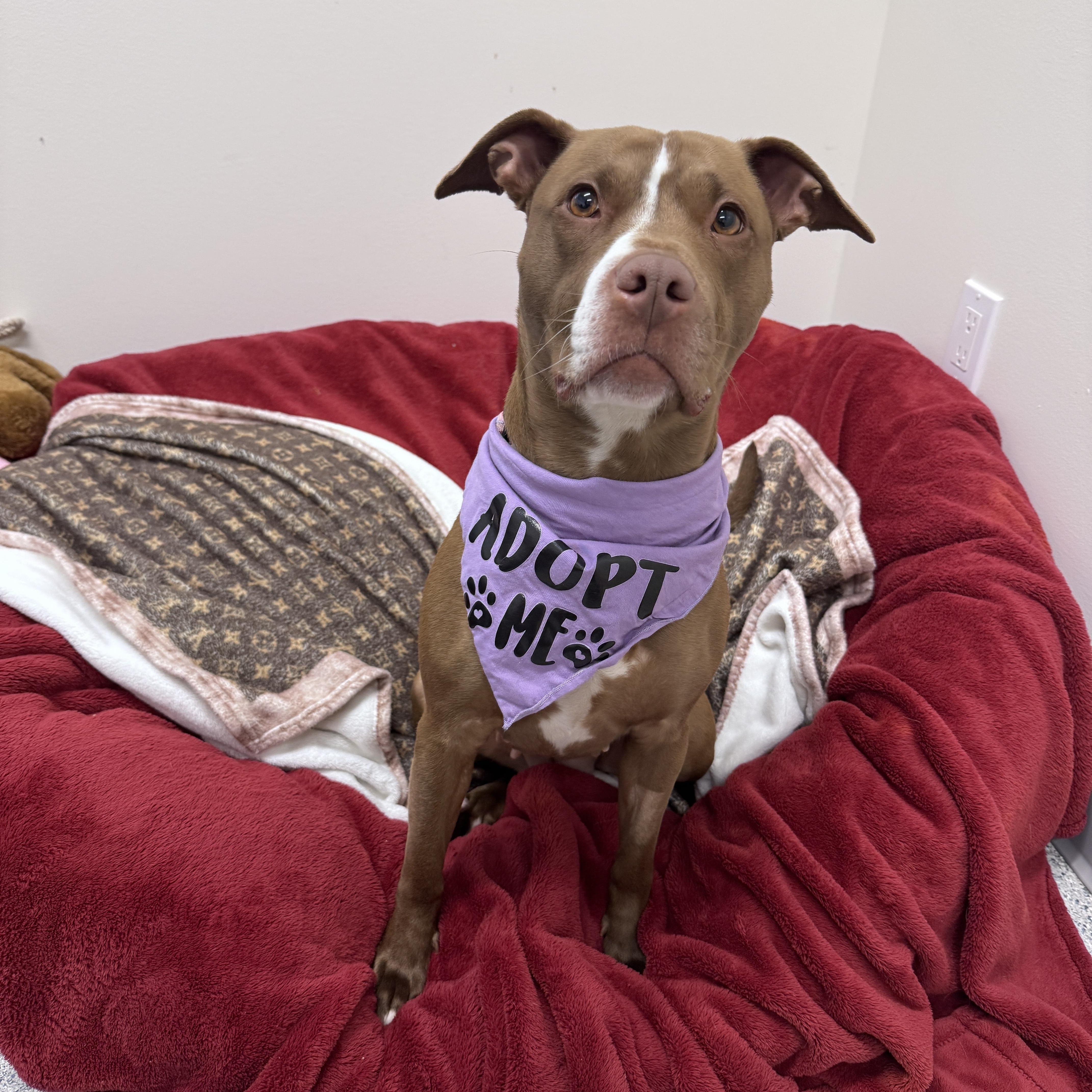 Lexi, ADOPTABLE, Young Female Mixed Breed.