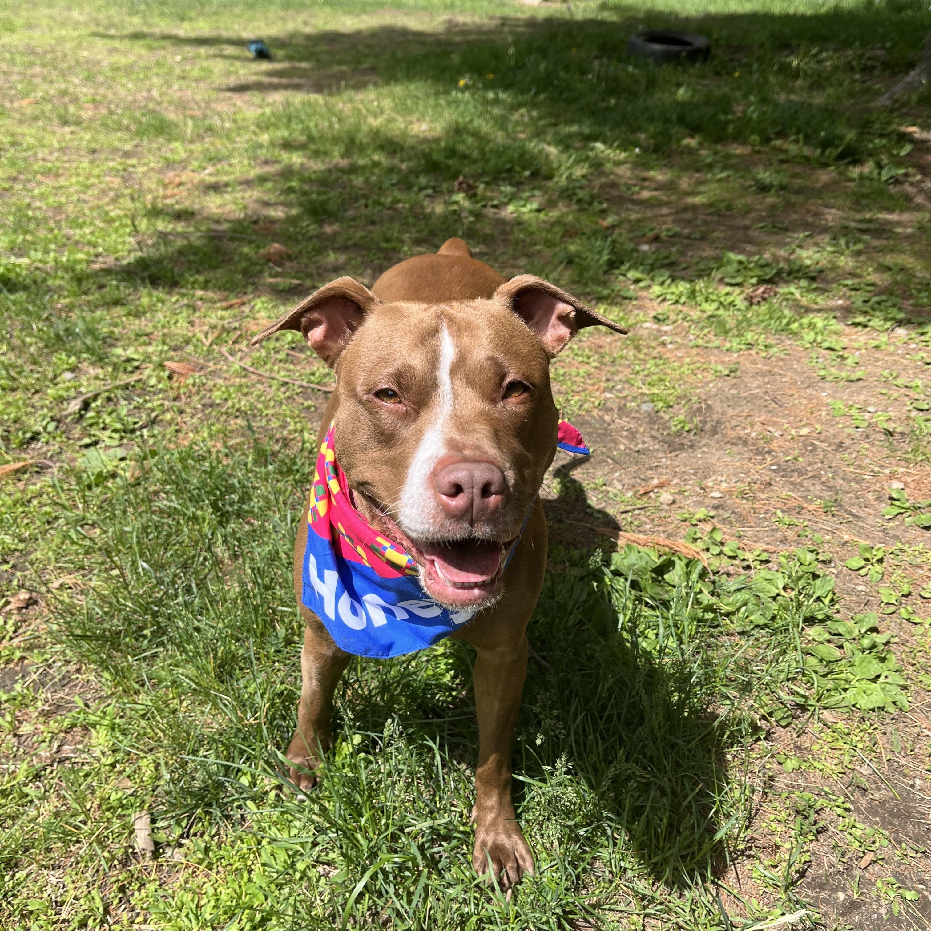 Lexi, ADOPTABLE, Young Female Mixed Breed.