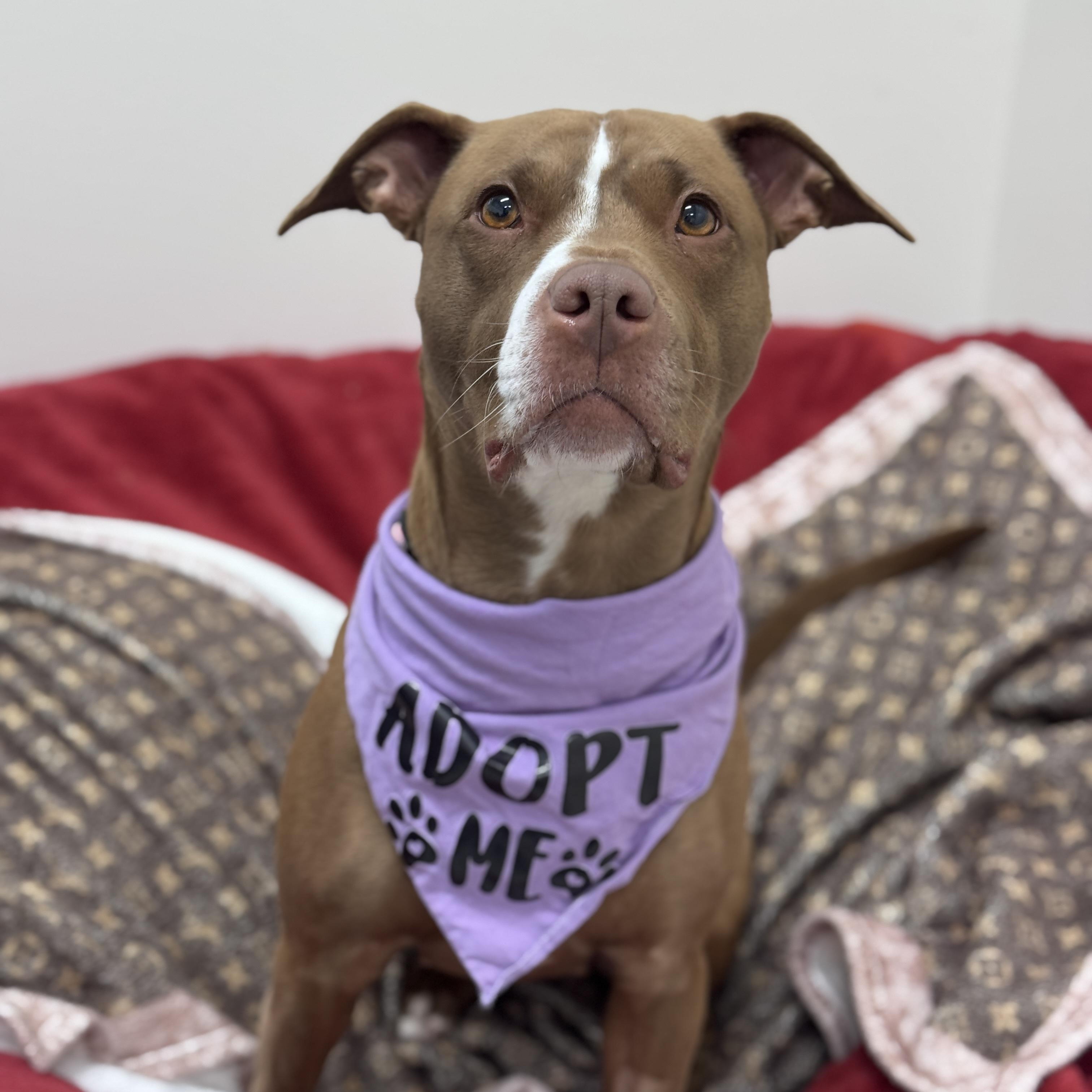 Enlarge Lexi, a ADOPTABLE Mixed Breed in Cherryfield, ME image 3/3