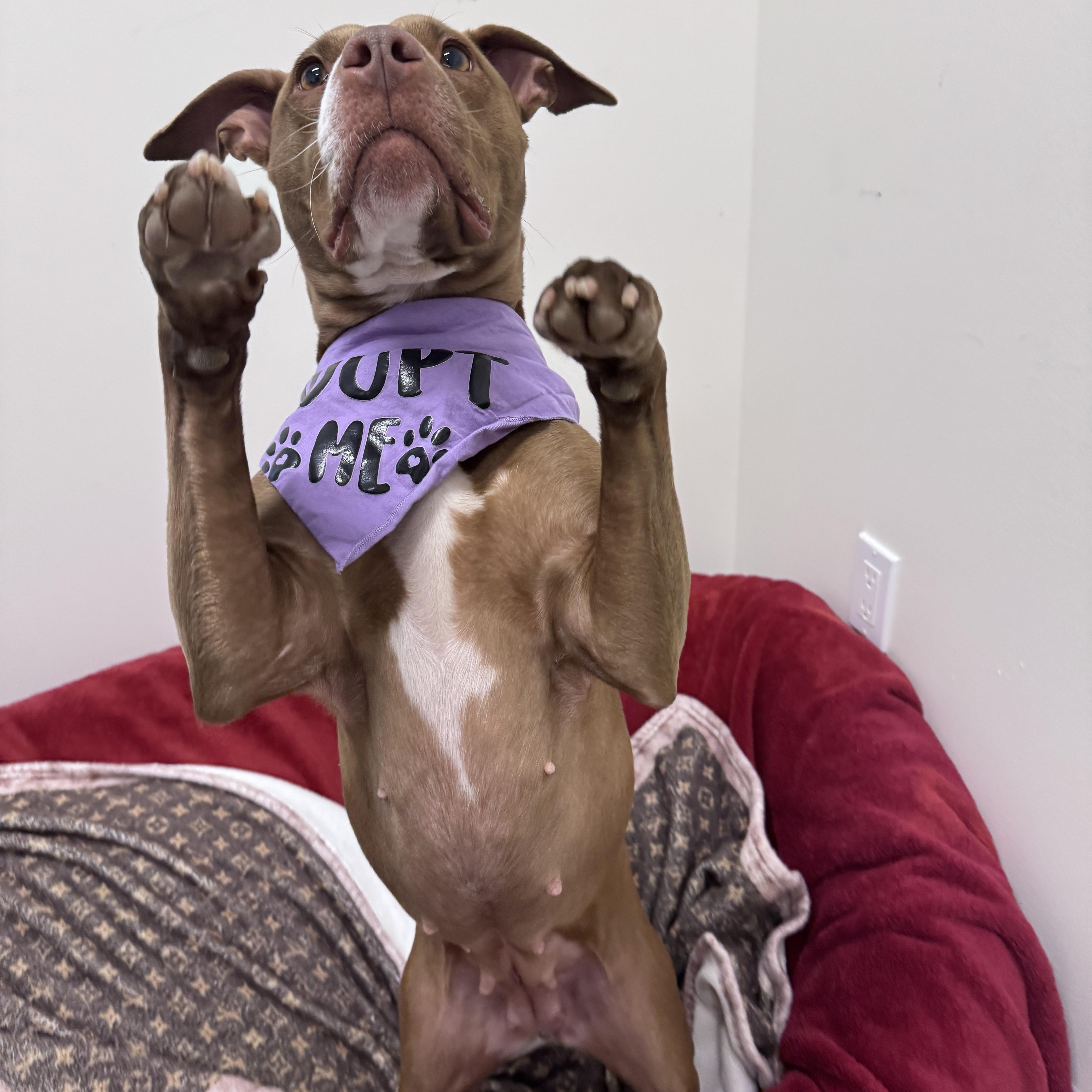 Enlarge Lexi, a ADOPTABLE Mixed Breed in Cherryfield, ME image 2/3
