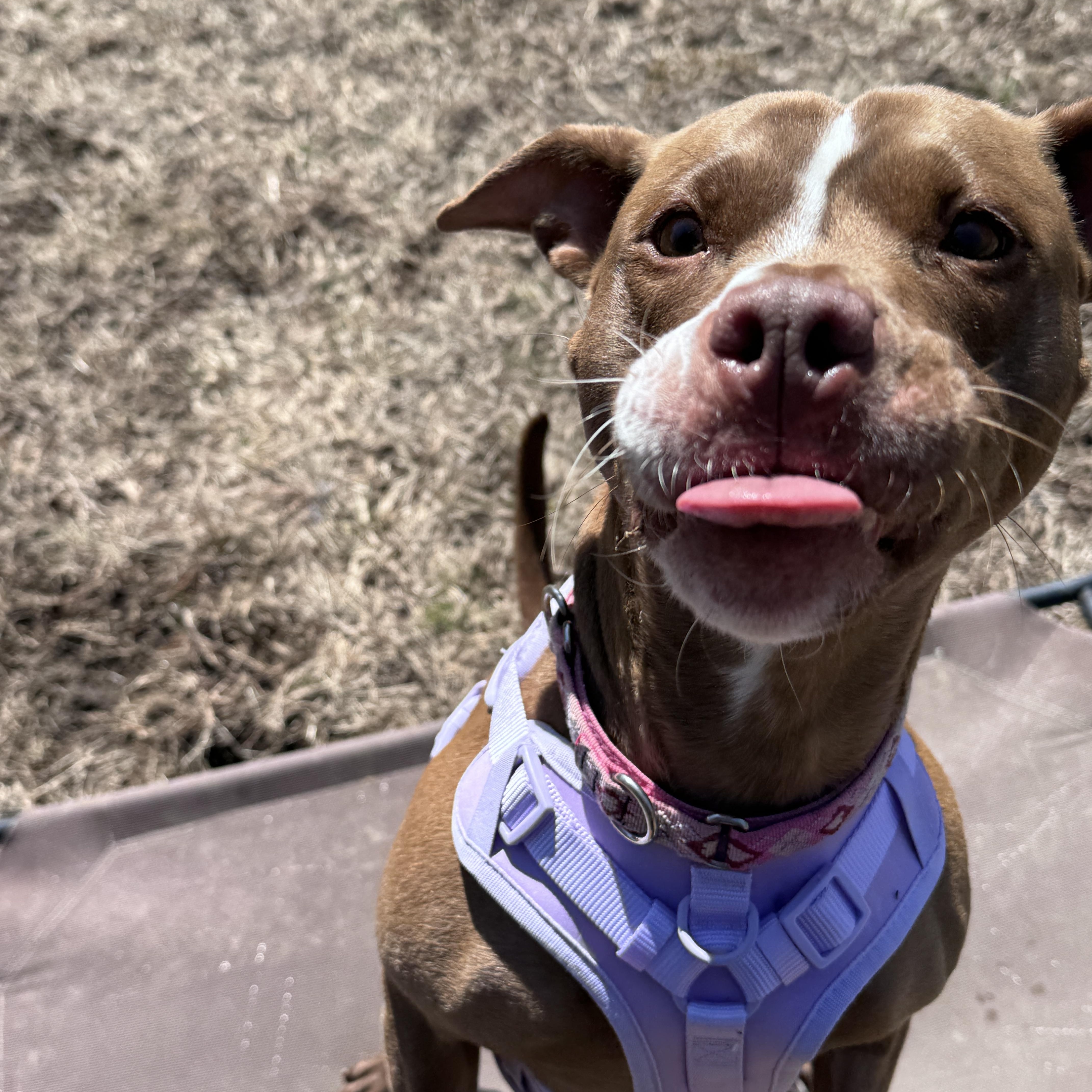 Lexi, a ADOPTABLE Mixed Breed in Cherryfield, ME image 5/5
