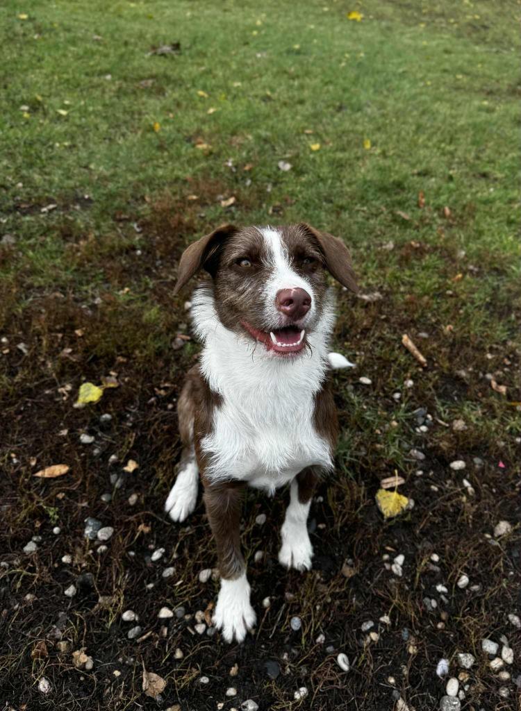 Sable, a Adoptable Mixed Breed in Grand Forks, ND image 1/6