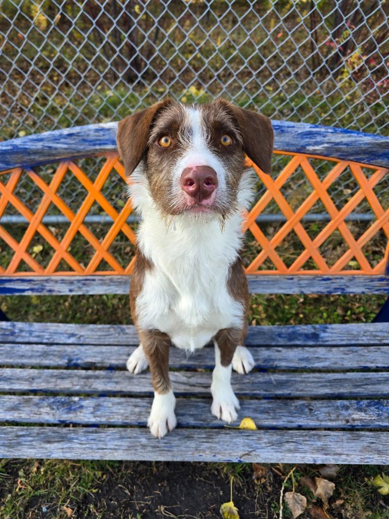Sable, a Adoptable Mixed Breed in Grand Forks, ND image 2/6