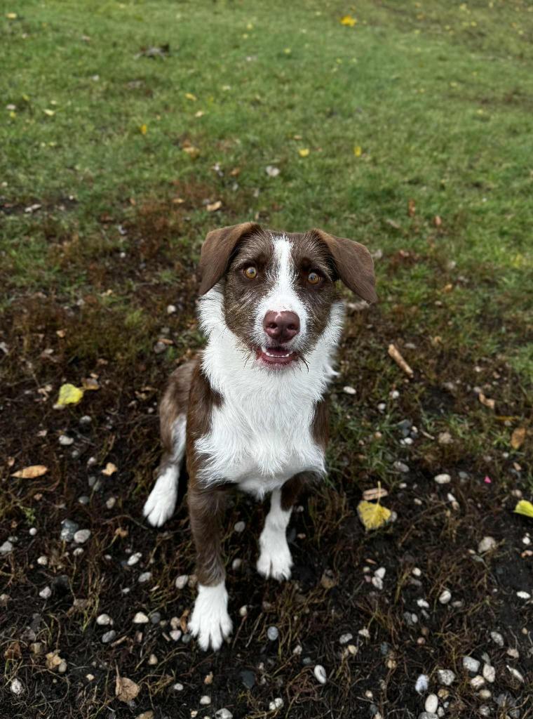 Sable, a Adoptable Mixed Breed in Grand Forks, ND image 4/6