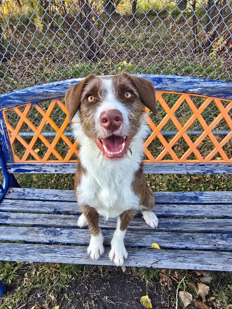 Sable, a Adoptable Mixed Breed in Grand Forks, ND image 5/6