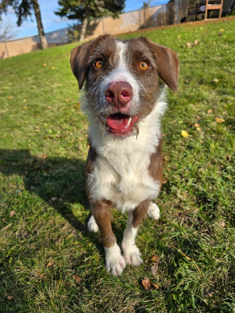 Sable, a Adoptable Mixed Breed in Grand Forks, ND image 6/6