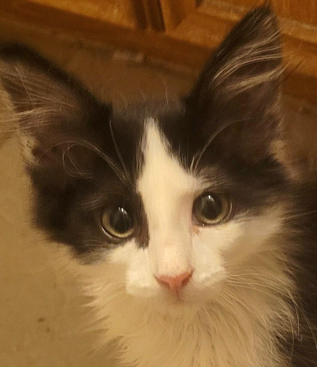 Gumbo, Adoptable, Kitten Male Maine Coon & Tuxedo.