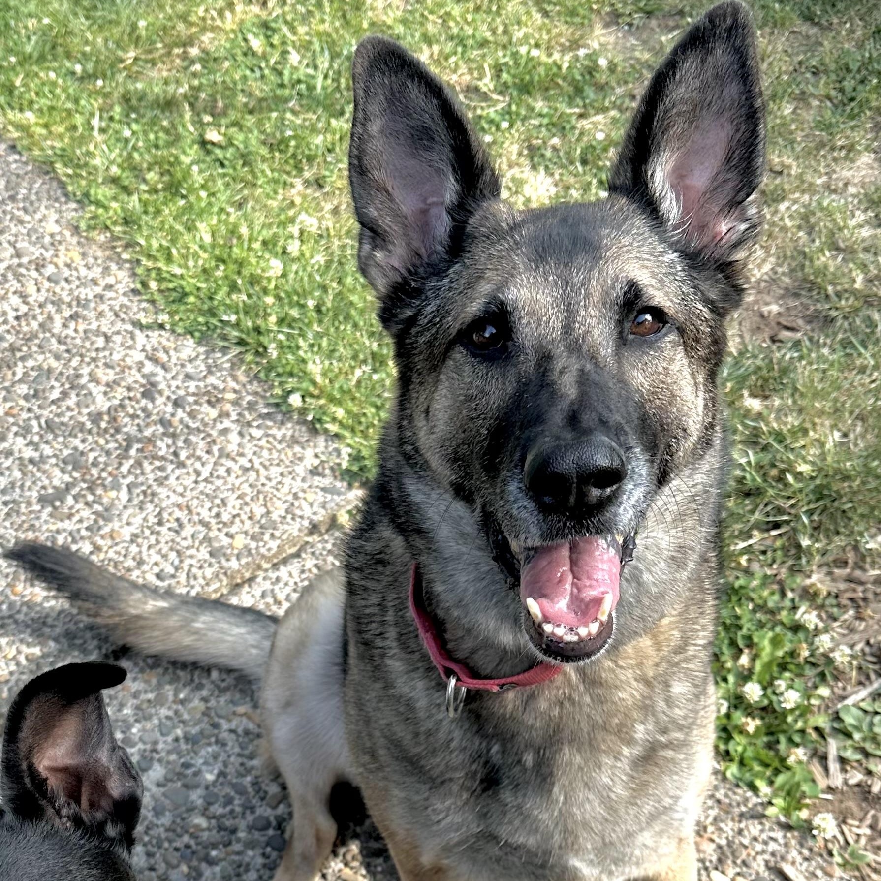 Enlarge Sable, an adopted mixed breed in Saint Helens, OR image 1/6