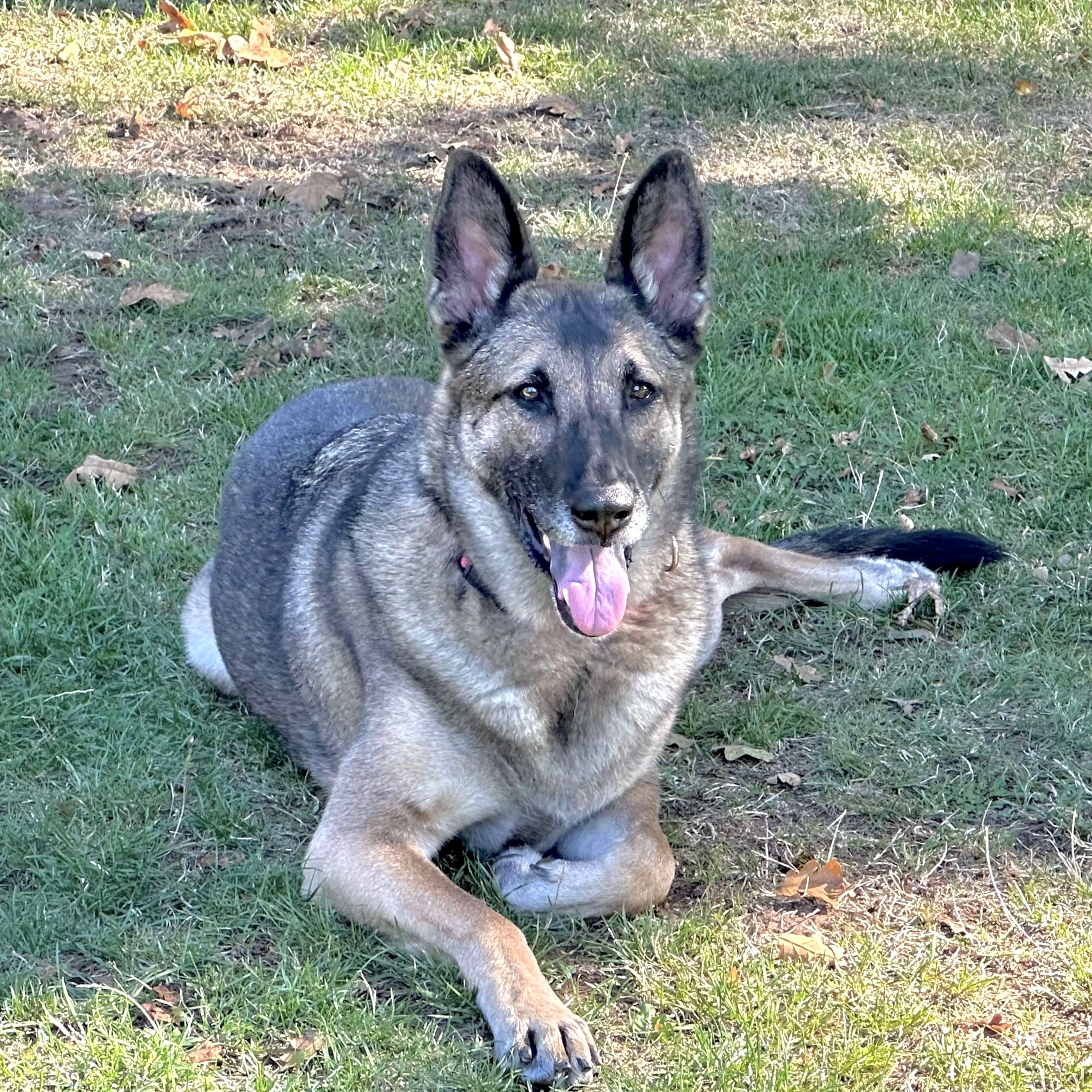 Enlarge Sable, an adopted mixed breed in Saint Helens, OR image 2/6