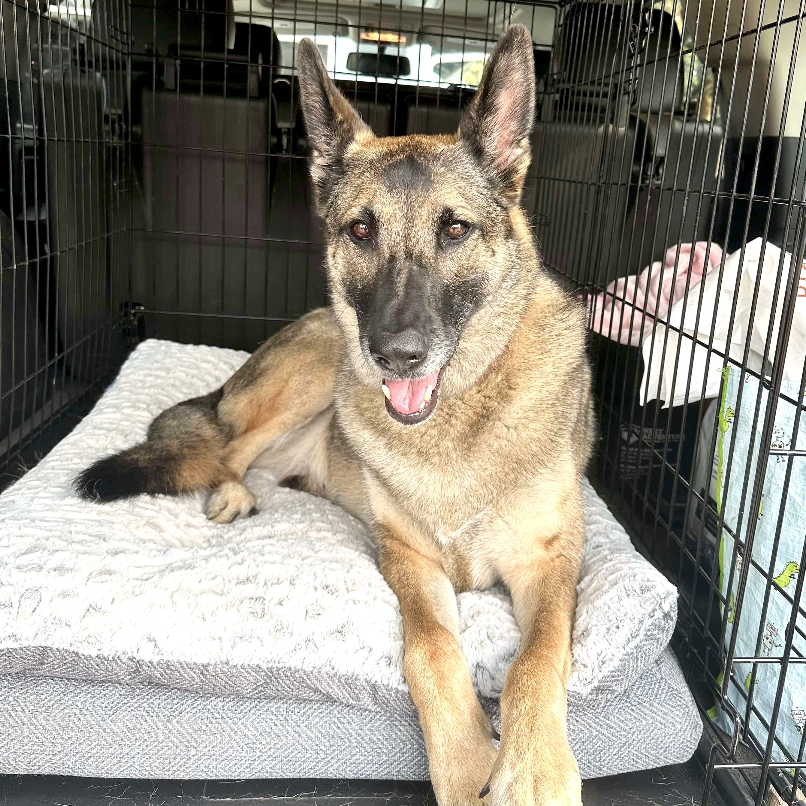 Enlarge Sable, an adopted mixed breed in Saint Helens, OR image 6/6